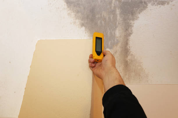 Best Real Estate Mold Inspection  in Melvindale, MI
