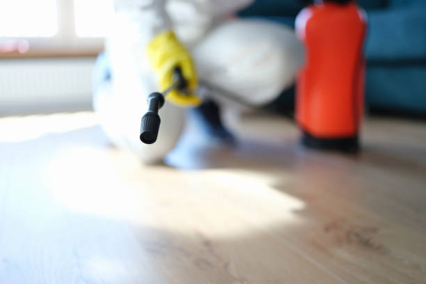 Best Basement Mold Removal  in Melvindale, MI