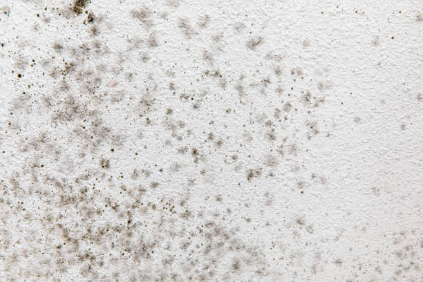 Best Commercial Mold Inspection  in Melvindale, MI