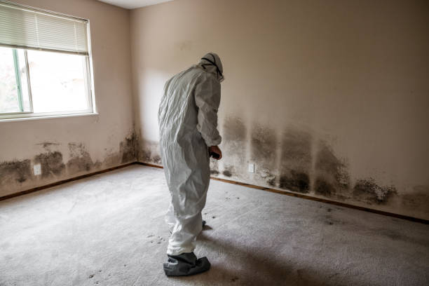 Best Mold Odor Removal Services  in Melvindale, MI