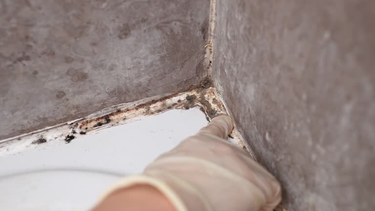 Reliable Melvindale, MI Mold Removal Solutions